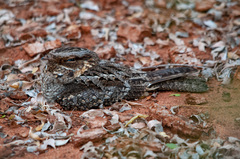 Caprimulgus madagascariensis