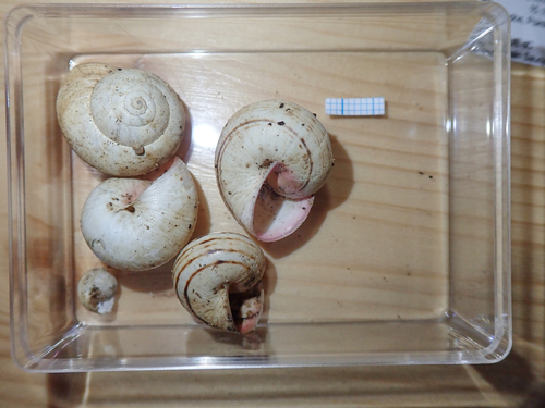 Theba pisana