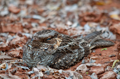 Caprimulgus madagascariensis