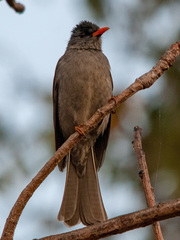 Hypsipetes madagascariensis