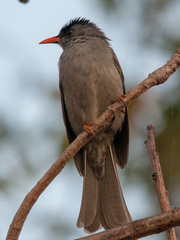 Hypsipetes madagascariensis