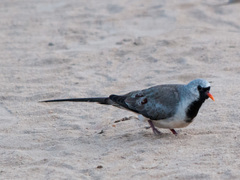 Oena capensis aliena