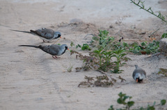 Oena capensis aliena