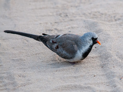 Oena capensis aliena