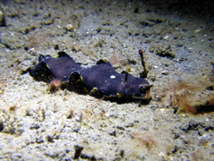 Soleichthys maculosus