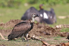 White-Rumped Vulture photo 2