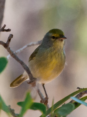 Neomixis striatigula