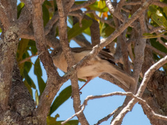 Newtonia brunneicauda