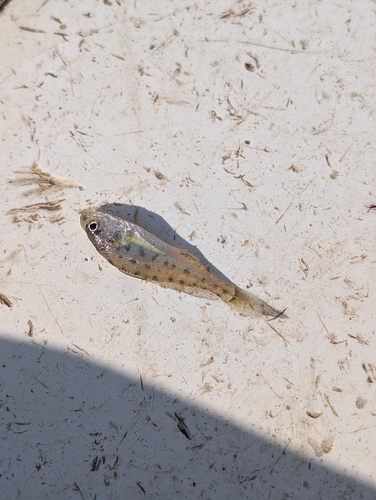 Atlantic croaker (Micropogonias undulatus) — Sciaenidae