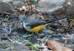 Motacilla flaviventris