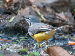 Motacilla flaviventris