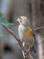 Foudia madagascariensis