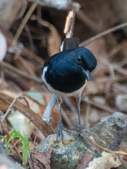 Copsychus albospecularis