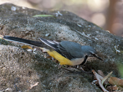 Motacilla flaviventris