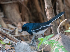 Copsychus albospecularis