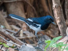 Copsychus albospecularis