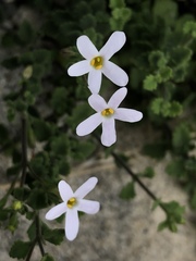 Chaenostoma hispidum