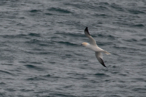 Northern Gannet (Morus bassanus), photo 4