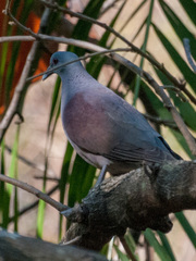 Nesoenas picturatus