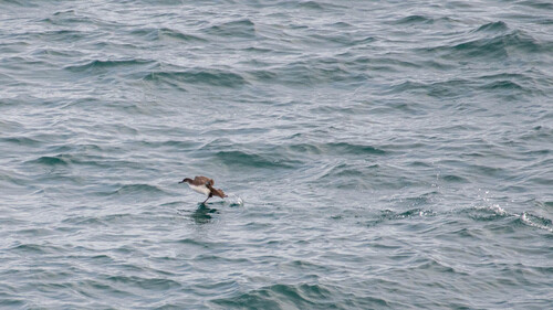 Mediterranean Shearwater (Puffinus yelkouan), photo 9