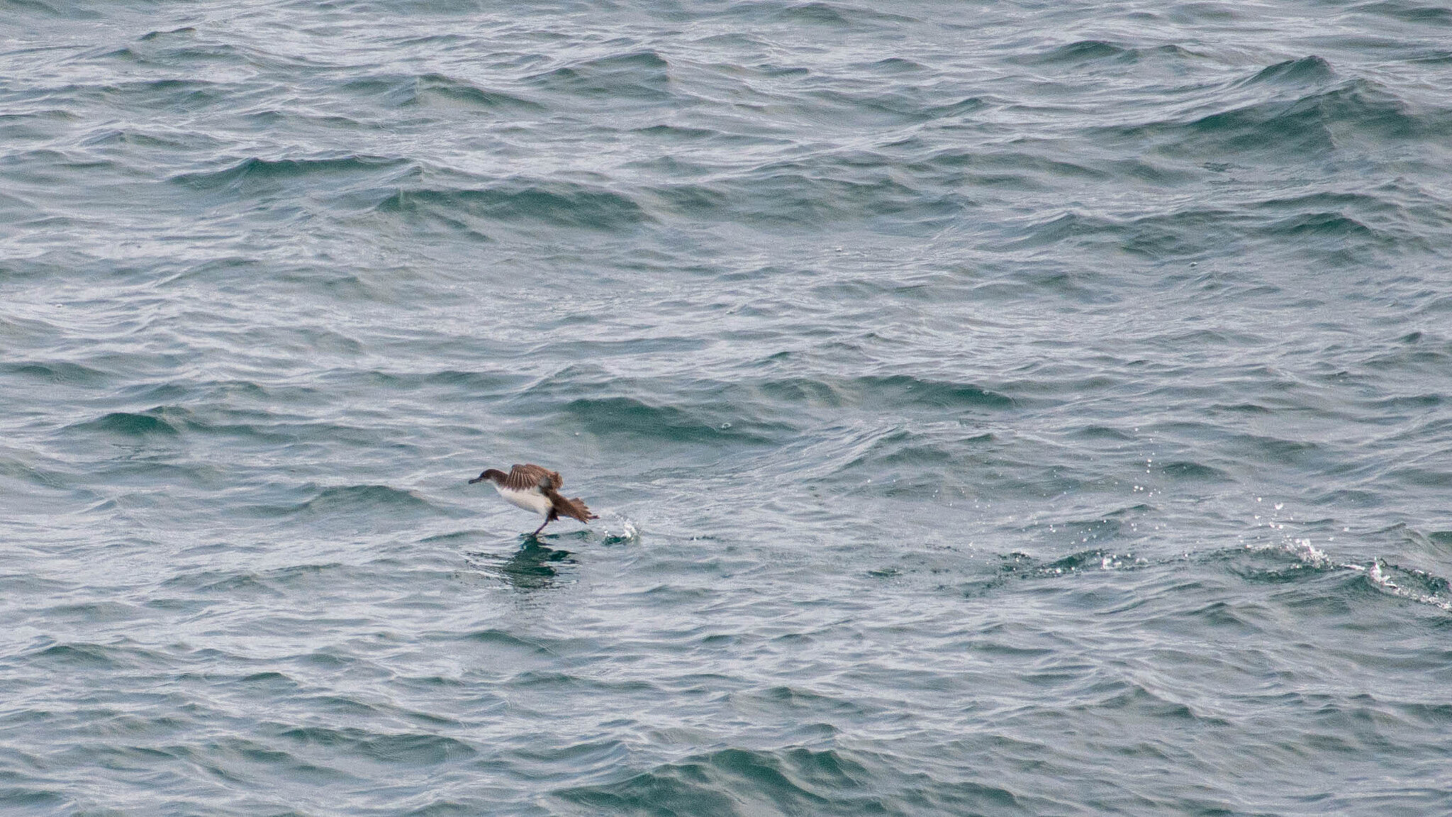 Mediterranean Shearwater (Puffinus yelkouan), photo 9