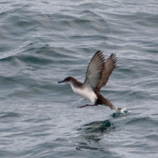 Mediterranean Shearwater (Puffinus yelkouan), photo 10