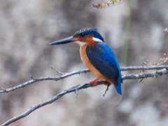 Corythornis vintsioides