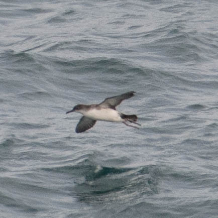 Mediterranean Shearwater (Puffinus yelkouan), photo 2