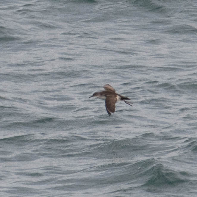 Mediterranean Shearwater (Puffinus yelkouan), photo 3
