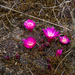 Weingartia steinbachii - Photo (c) Martin Lowry, algunos derechos reservados (CC BY-NC), subido por Martin Lowry