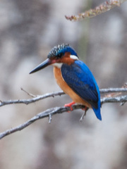 Corythornis vintsioides