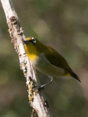 Zosterops maderaspatanus