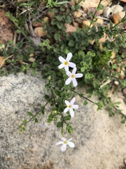 Chaenostoma hispidum