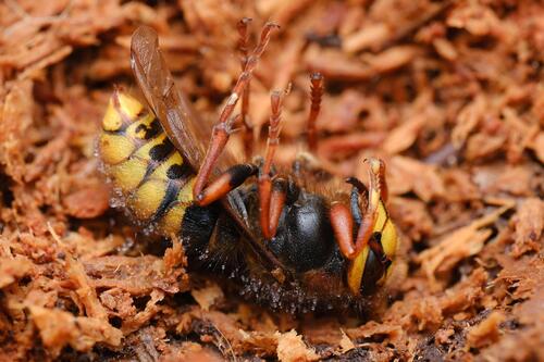 Median Wasp