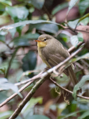 Xanthomixis zosterops