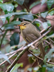 Xanthomixis zosterops