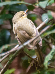 Xanthomixis zosterops
