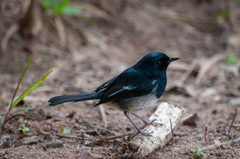 Copsychus albospecularis