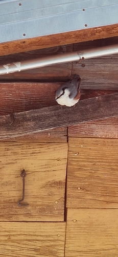 Eurasian Nuthatch