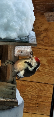 Middle Spotted Woodpecker