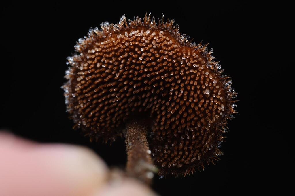 Auriscalpium vulgare · December 2025 · photo: © alexis_orion (iNaturalist, cc-by)