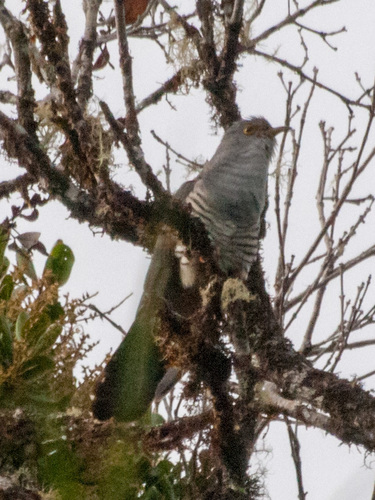 Madagascar Cuckoo