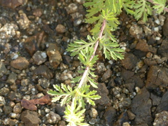 Dyssodia decipiens