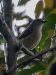 Calicalicus madagascariensis