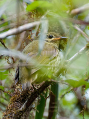 Philepitta castanea
