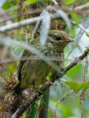 Philepitta castanea