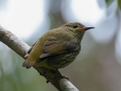 Philepitta castanea