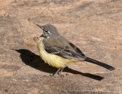 Motacilla flaviventris