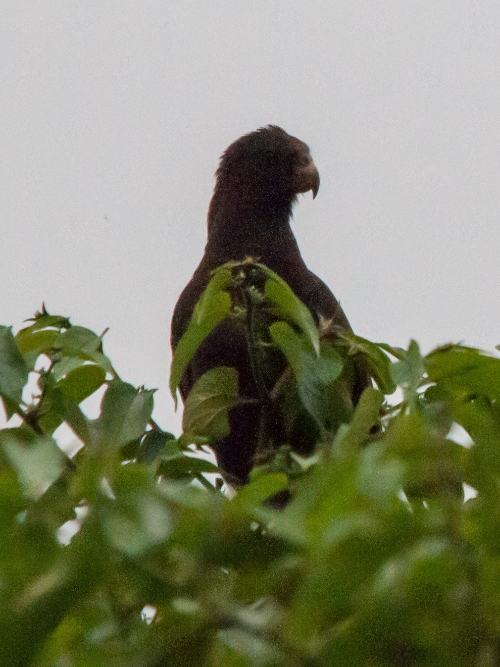 Lesser Vasa Parrot illustration