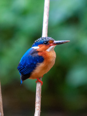 Corythornis vintsioides